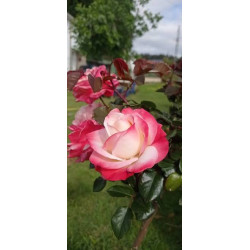 Rosier Nostalgie à fleurs crème parfumées