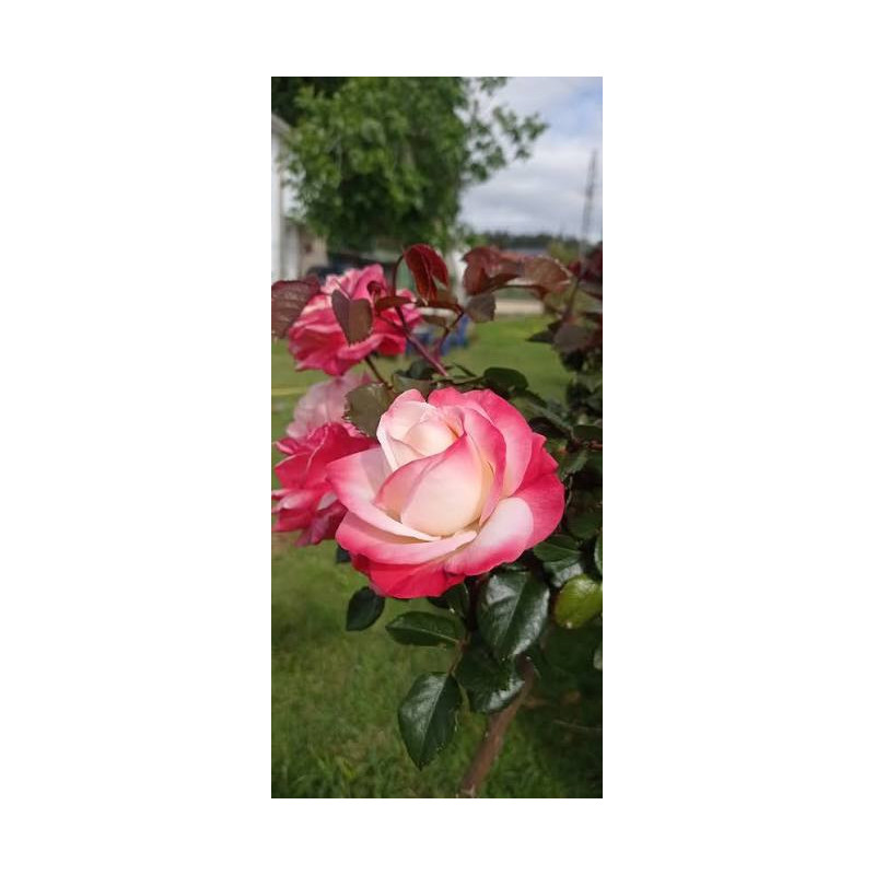 Rosier Nostalgie à fleurs crème parfumées
