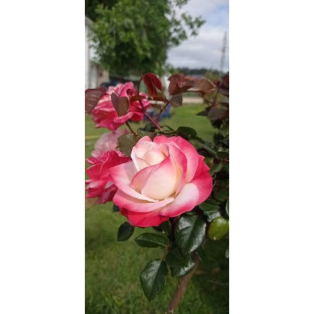 Rosier Nostalgie à fleurs crème parfumées